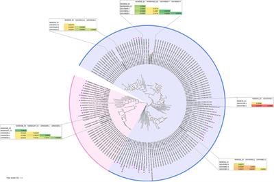 Genetic characteristics of anelloviruses detected in individual viromes of children with acute respiratory symptoms using the metagenomic approach